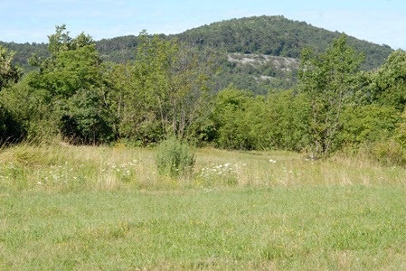 insektenfreundliche Wiese