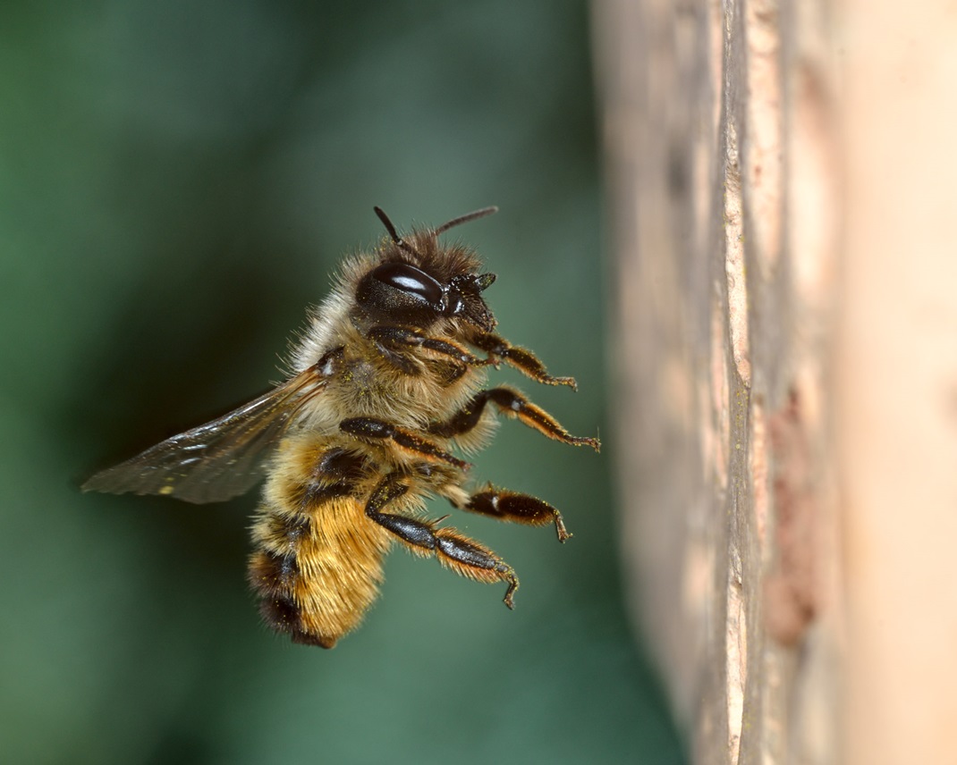 Rostrote Mauerbiene, Insekt des Jahres 2019