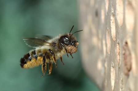 Mauerbiene transportiert Mörtel