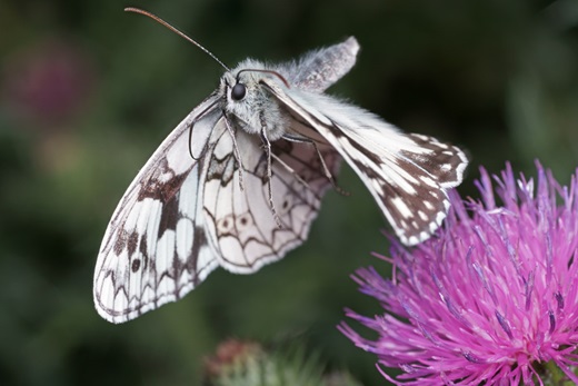 schachbrettfalter im flug