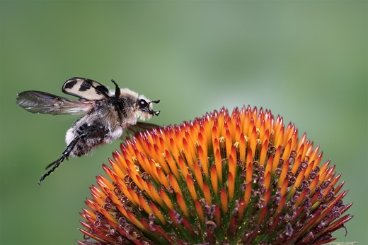 Spitzenlandung - Pinselkäfer gegen Echinacea