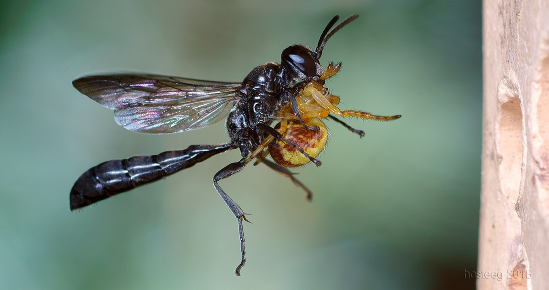 H.Ch. Steeg Trypoxylon figulus Lastenhubschrauber