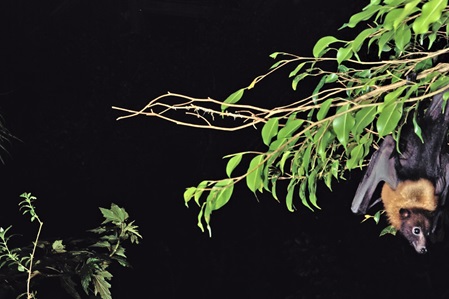 Palmenflughund Spassvogel