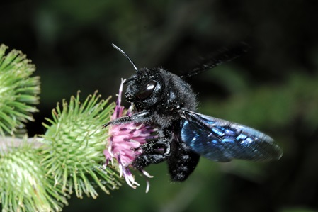 große schwarzblaue Holzbiene