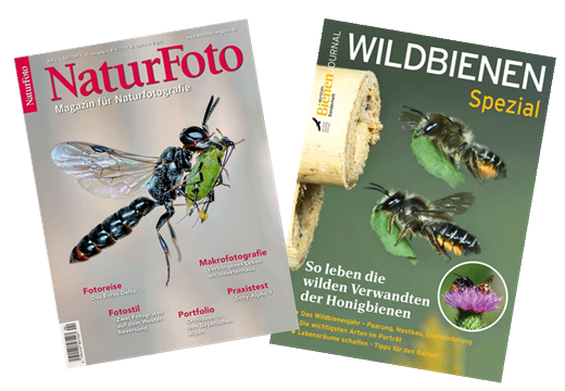 H.Ch.Steeg Naturfoto 4/2019, SPEZIAL Wildbienen