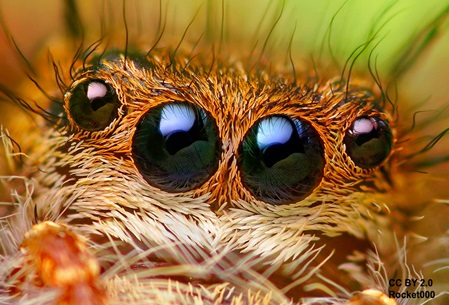 Die Augen der Springspinne